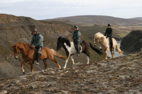 iceland_herd_ride