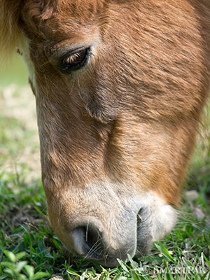 Pony-Eating_2