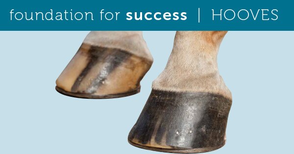 foundationForSuccess-Hooves