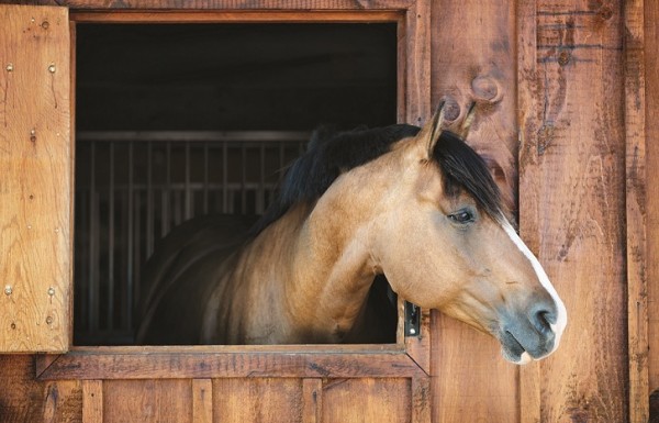 Horse in stable