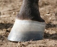 hoof