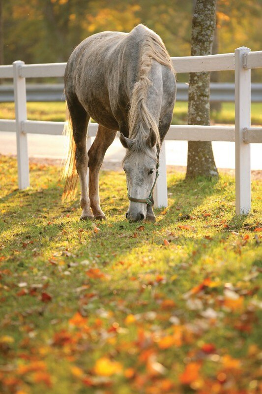 pasture