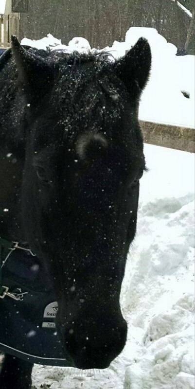 Luna in Snow