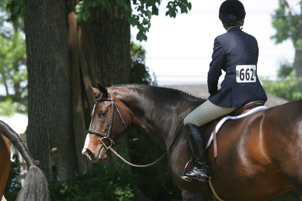 Secrets to an Effective Horse Show Grooming Routine