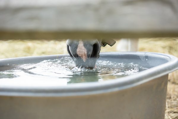 Water Horse Workout