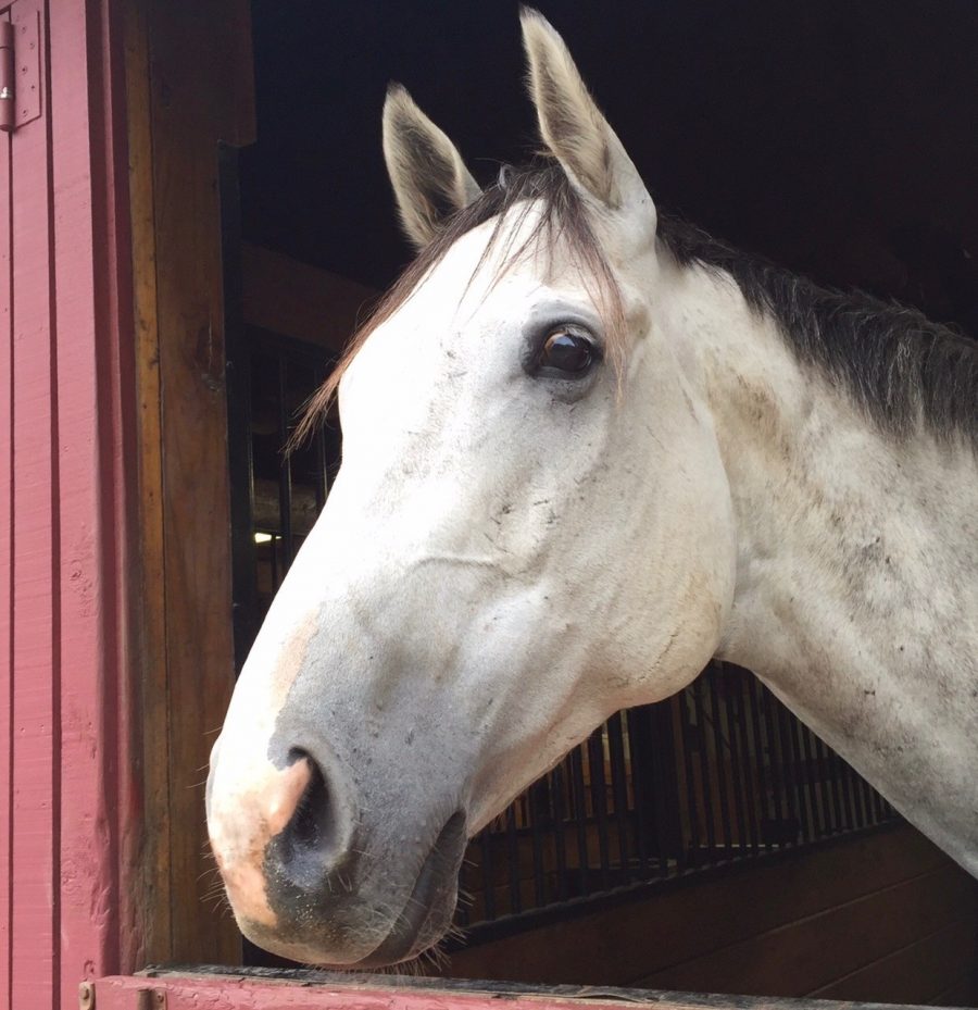 I’d Like to Bubble Wrap My Horse | SmartPak Blog