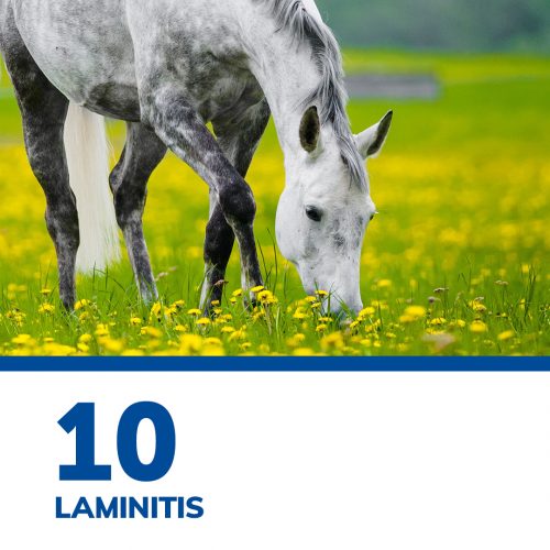 SmartPak’s Top 12 of 2021 SmartPak Blog