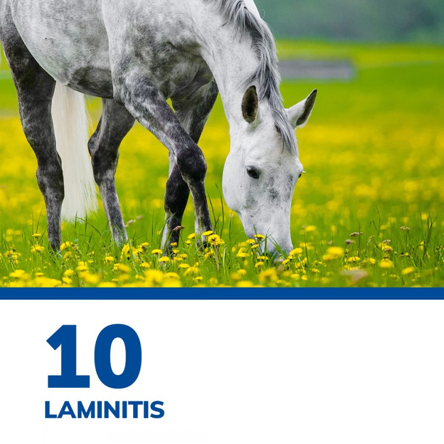 SmartPak’s Top 12 of 2021 SmartPak Blog