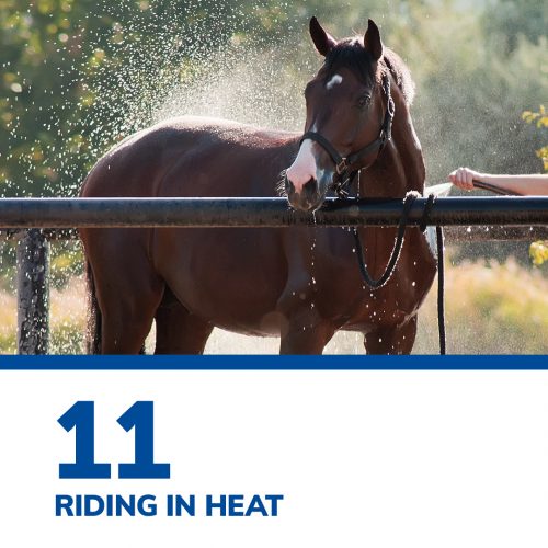 SmartPak’s Top 12 of 2021 SmartPak Blog