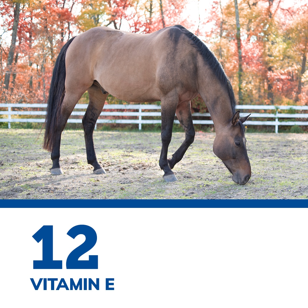 SmartPak’s Top 12 of 2021 SmartPak Blog