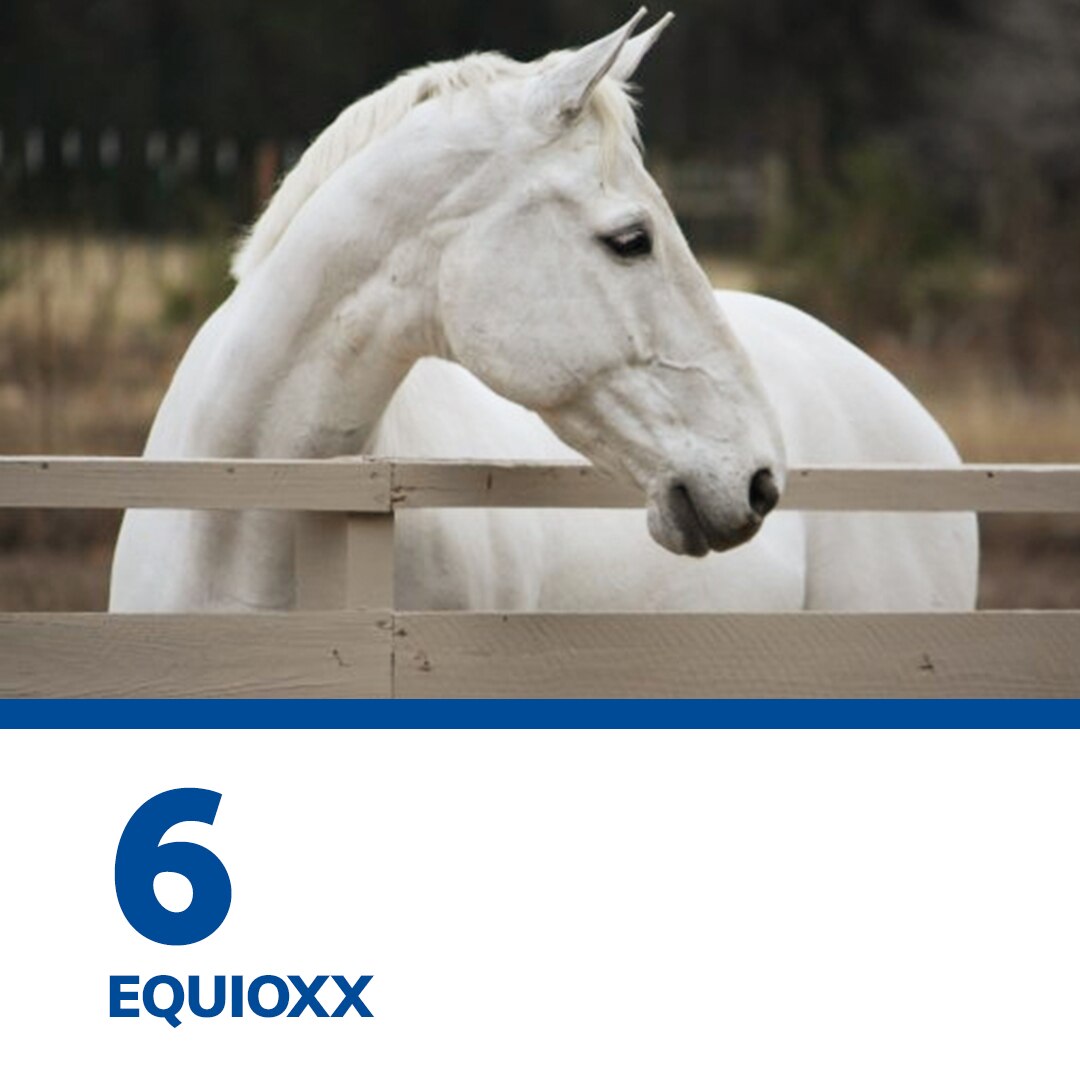 SmartPak’s Top 12 of 2021 SmartPak Blog