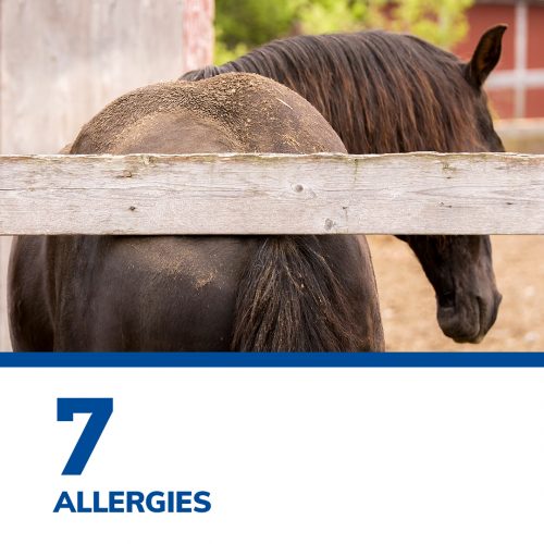 SmartPak’s Top 12 of 2021 SmartPak Blog