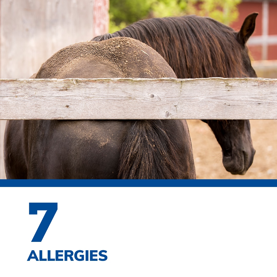 SmartPak’s Top 12 of 2021 SmartPak Blog