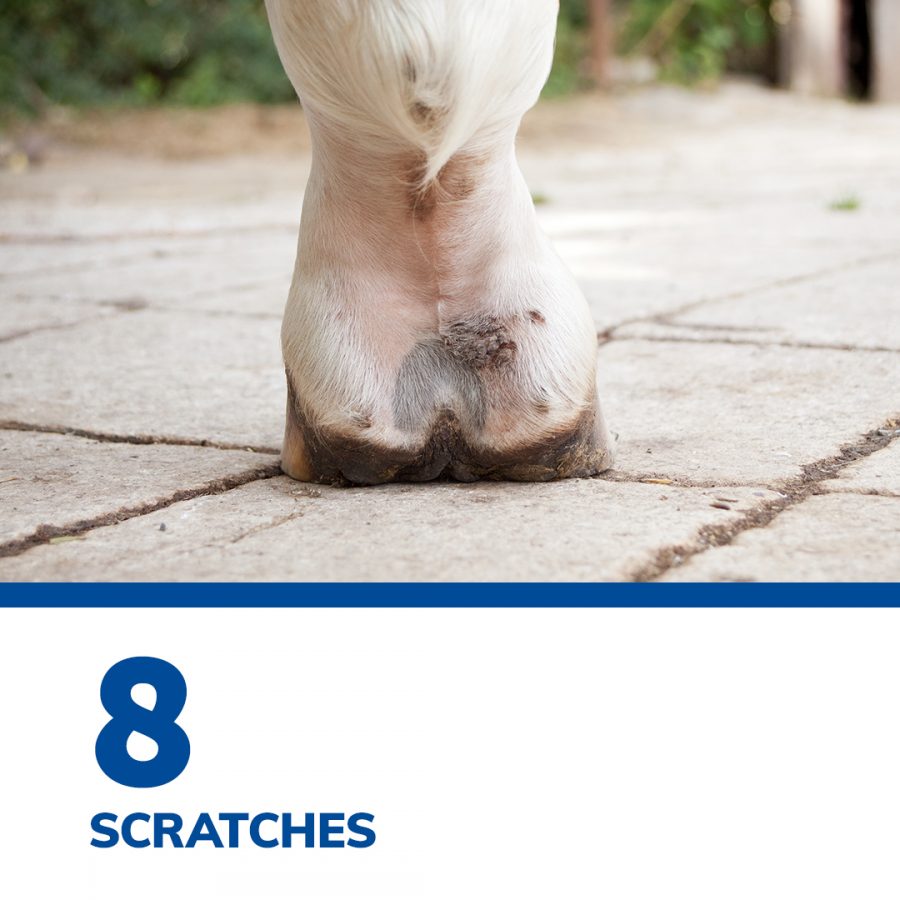 SmartPak’s Top 12 of 2021 SmartPak Blog