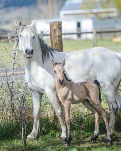 A white connemara mare with her light brown foal of the Nature Heals LGBTQ youth organization.  