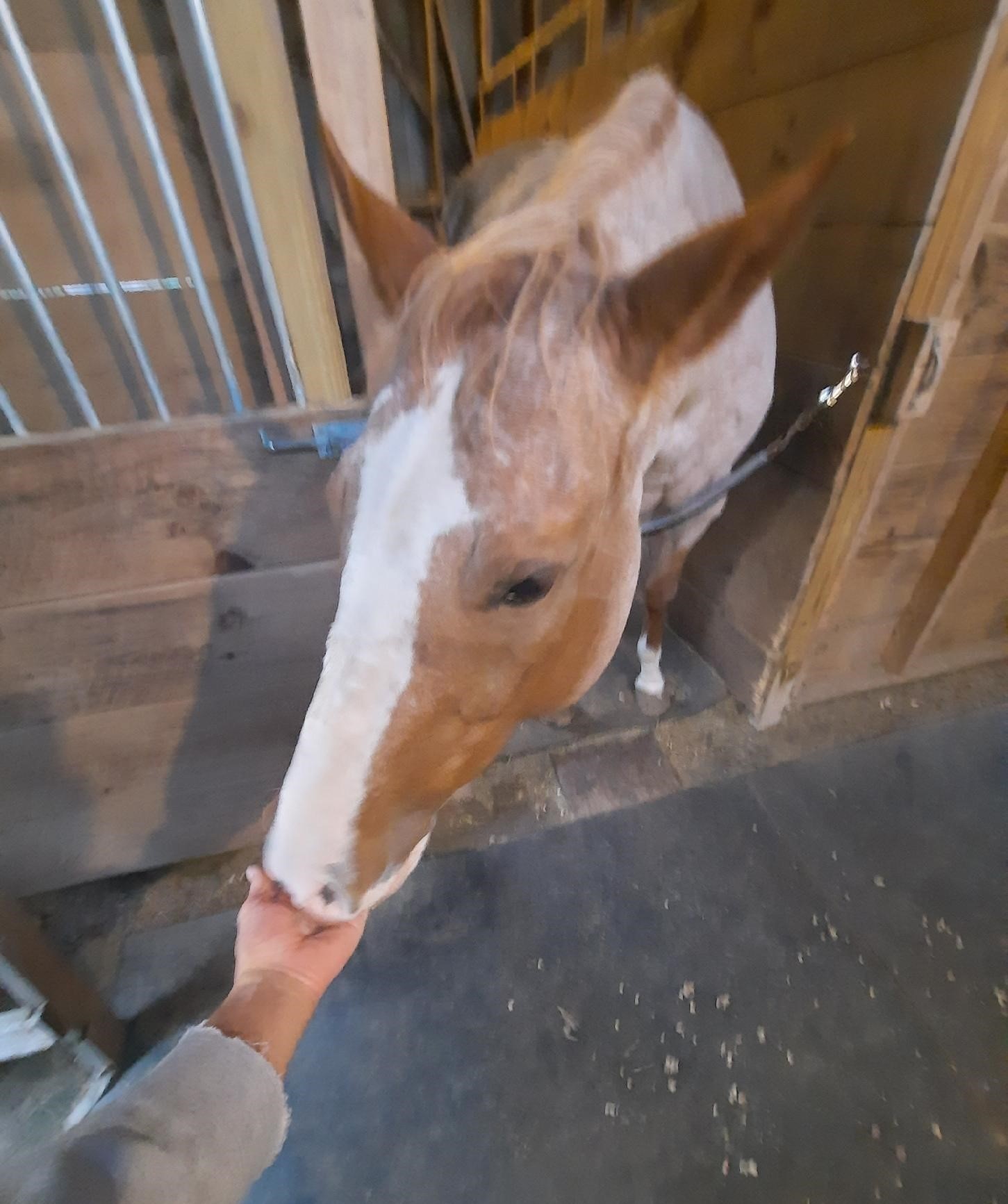 SmartPak Recipe DIY No Bake Maple Banana Oat Horse Treats