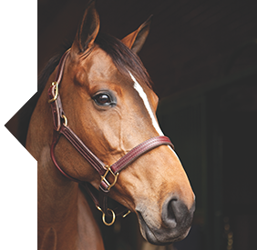 SmartGI® Ultra horse