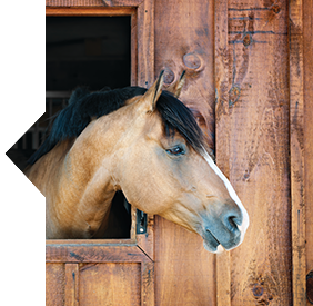 SmartR&R™ horse
