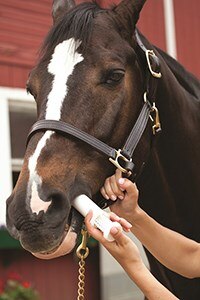 Horse is being given a tube of dewormer