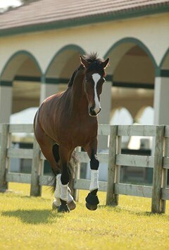 Bay horse trotting in turnout.