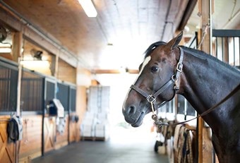Bay colored horse in cross-ties with ears back against head.