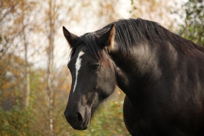 Black horse with a cresty neck, or fat deposits on neck.