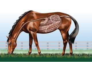 Diagnphram of a horse, showing the internal organs and structures of the digestive tract.