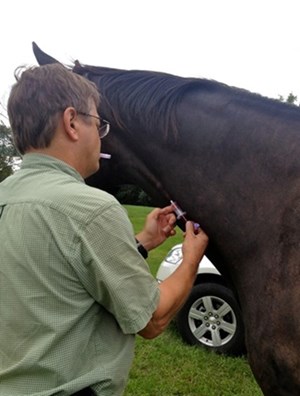 Veterinarian drawing blood from a horse's neck.
