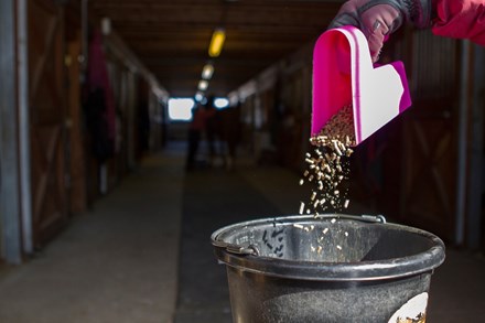 Horse grain being poured into a bucket with a scoop.