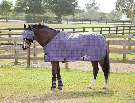 Bay horse in field wearing wearing fly mask, flysheet, and been wraps.