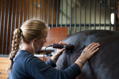 horse cushing disease cushings horses care pituitary equine health veterinary stepped farrier addition hair