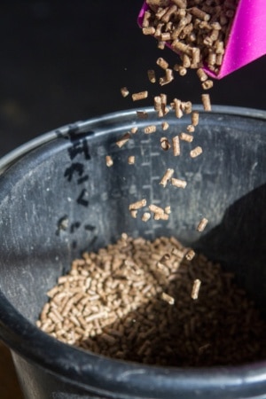 Grain being dropped into black feed bucket.