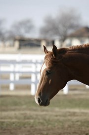 A chestnut horse outside in grass turnout with white fencing.