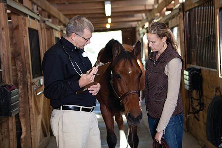 Veterinarian and horse owner examining a bay horse in barn.