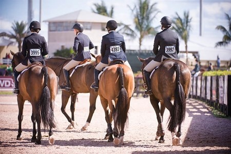 Three bay horses being ridden side by side at a show.