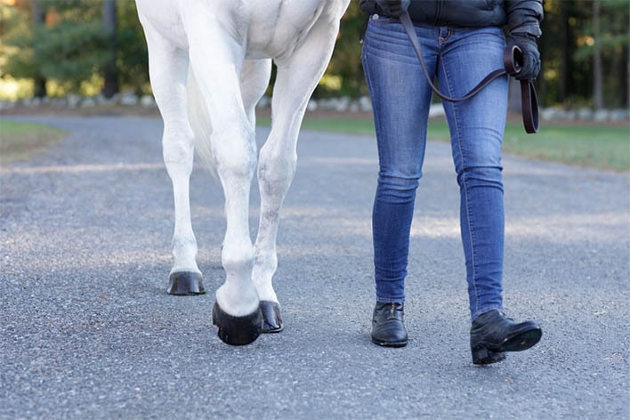 A horse owner hand walking her grey horse.