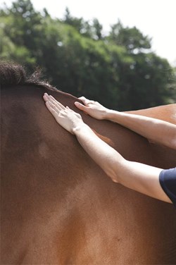 Horse owner examining her horse to help determine the horse’s body condition score.