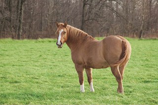 A chestnut colored horse in a lush, green grass pasture.