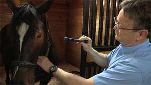 Vet shining light into horse;s eye with a flashlight to see the pupil's response to light.