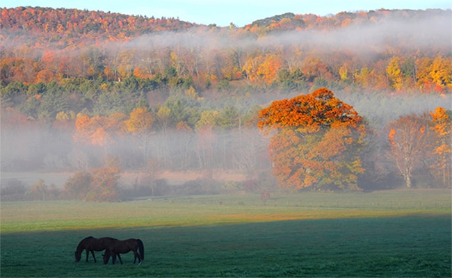 A field with two horses grazing on green grass, with autumn colored leaves on the trees behind them.