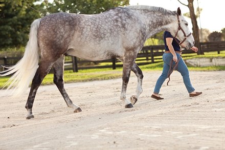 Grey horse being walked in a sandy arena.