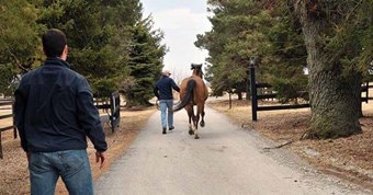 Horse being jogged ahead of Veterinarian.
