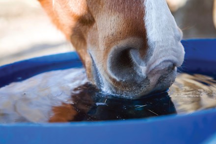 A horse drinking clear, clean water out of a bucket.