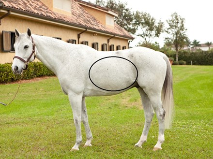 The horse's diaphragm is where Thumps can be seen, felt, or heard.