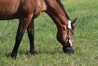 Bay horse grazing on grass with a grazing muzzle.