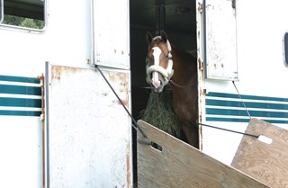 A horse looking out of it's trailer.