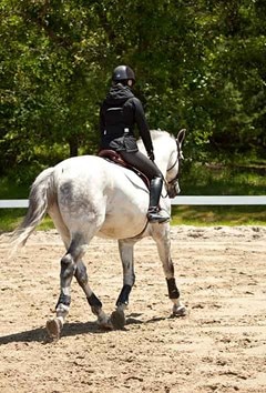 A grey warmblood type horse being ridden in a ring.