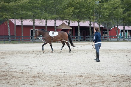 A woman lunging a bay horse in an outdoor ring.