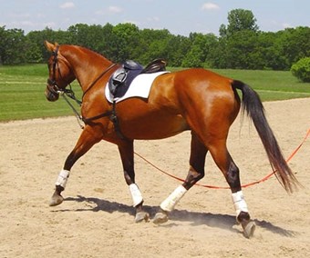 Bay horse being lunged.