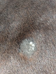 Image is of a Sarcoid that is Occult (a flat tumor) with hair loss, scales, and crusting